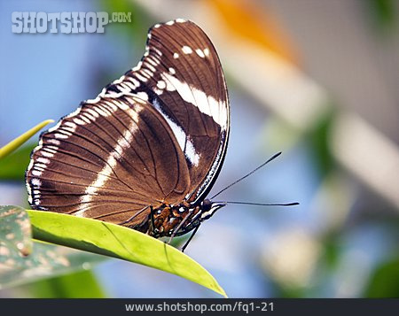 
                Schmetterling                   
