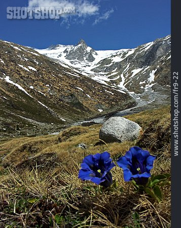
                Berg, Alpenblume, Enzian, Gebirgspflanze                   