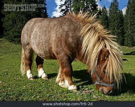 
                Pferd, Pony, Shetlandpony                   