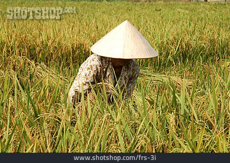 
                Landwirtschaft, Reisbauer                   