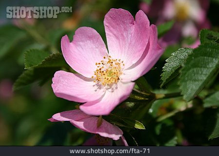 
                Rose, Wildrose                   