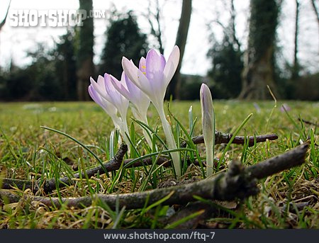 
                Blume, Frühling, Krokus                   