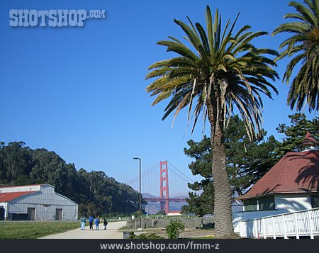 
                Palme, Golden Gate Bridge                   