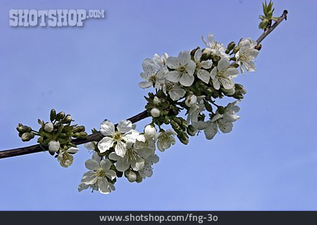
                Kirschblüte, Zweig, Knospe                   