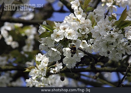 
                Biene, Kirschblüte, Zweig                   