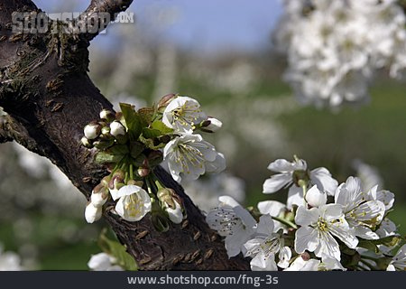 
                Kirschblüte, Kirschbaum, Ast                   