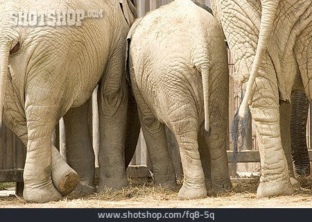 
                Elefant, Elefantenhaut                   