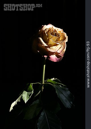 
                Blume, Rose                   