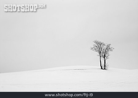 
                Baum, Schnee                   