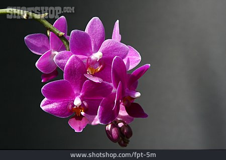 
                Blumen, Orchidee                   