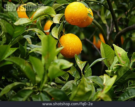 
                Frisch, Orangen                   