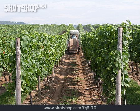 
                Weinberg, Weinanbau, Pflanzenschutz                   