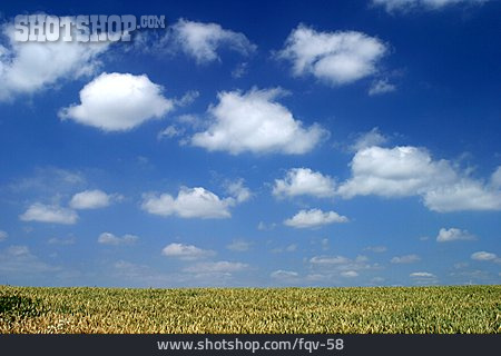 
                Himmel, Landwirtschaft, Getreide, Weizenfeld                   