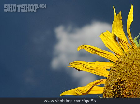 
                Blume, Sonnenblume                   
