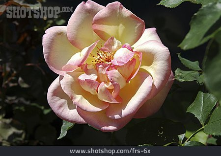 
                Blume, Rose, Blüte                   