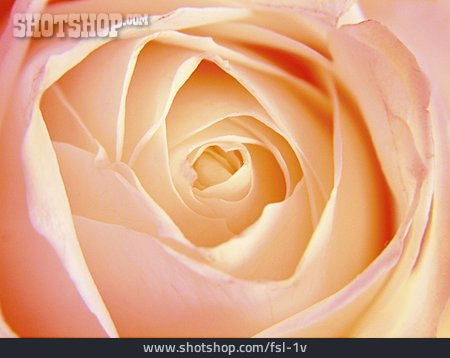 
                Formatfüllend, Rose, Blüte                   
