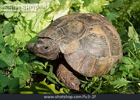 
                Schildkröte                   