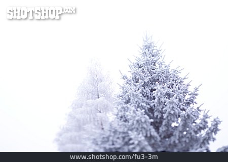
                Baum, Winter, Frost                   
