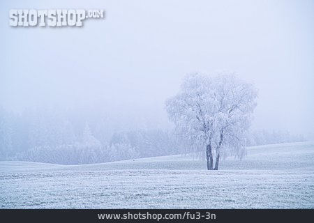 
                Landschaft, Baum, Winter                   
