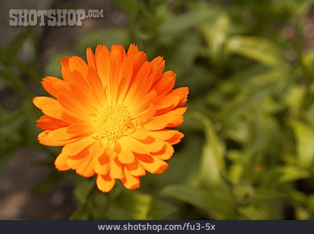 
                Blume, Ringelblume                   