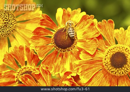 
                Blume, Blüte, Biene                   