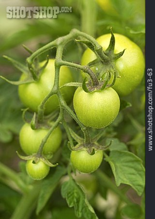 
                Grüne Tomate, Tomatenrispe, Tomatenpflanze                   