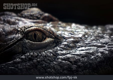 
                Bedrohlich, Reptil, Auge, Krokodil                   