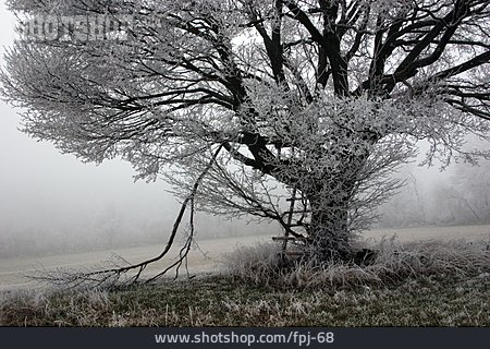 
                Baum, Nebel, Rauhreif                   