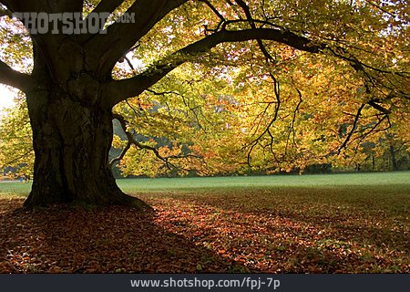 
                Baum, Park, Herbst                   