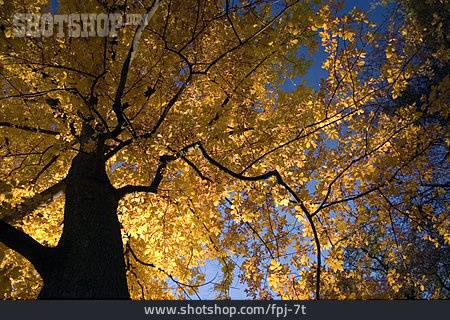 
                Baum, Herbst                   