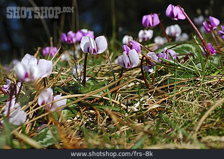
                Wildblume, Alpenveilchen                   