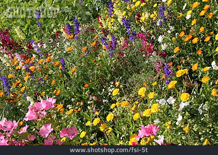 
                Blumen, Blumenwiese, Blüten, Streublumenwiese                   