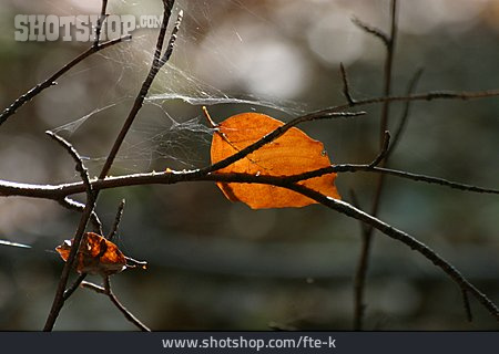 
                Herbst, Zweig                   