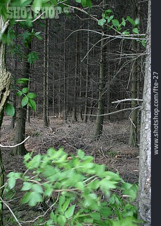 
                Wald, Tanne, Nadelwald                   