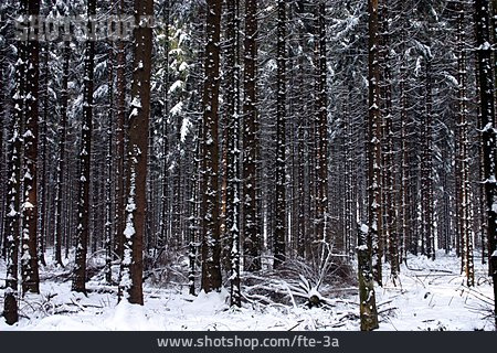 
                Wald, Winter, Nadelbaum                   