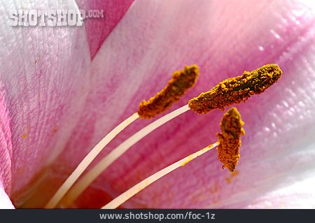 
                Blüte, Pollen                   