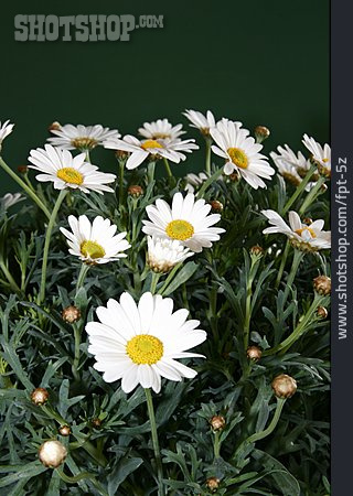 
                Blume, Margerite                   