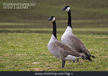 
                Couple, Bird, Goose                   