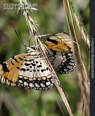 
                Schmetterling, Afrika, Byblia Ilithyia                   