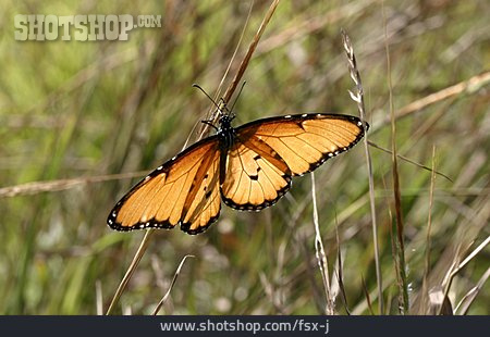 
                Schmetterling, Afrika, Danaus Chrysippus                   