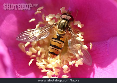 
                Insect, Hoverfly                   