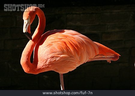 
                Flamingo, Roter Flamingo                   