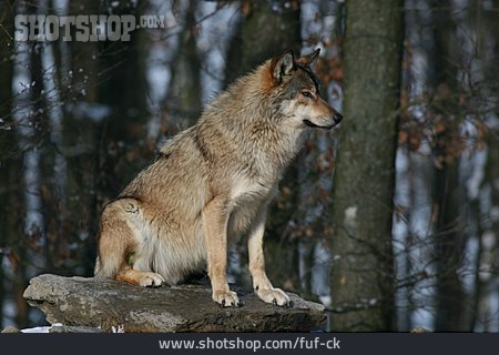
                Wolf                   