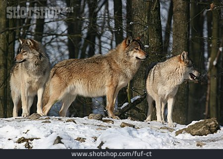 
                3 Tiere, Wolf                   