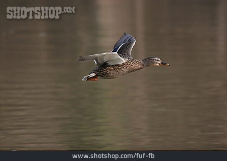 
                Fliegen, Ente, Stockente                   