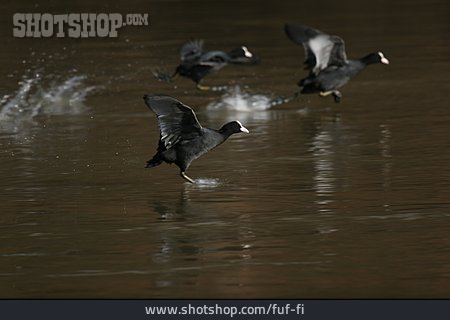 
                Wasservogel, Blässhuhn                   