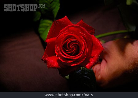 
                Rose, Hand                   