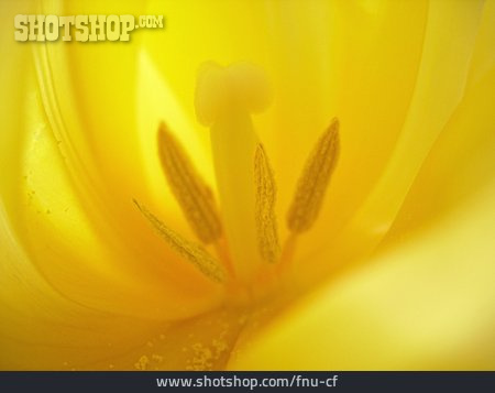 
                Blüte, Detailaufnahme, Tulpe                   