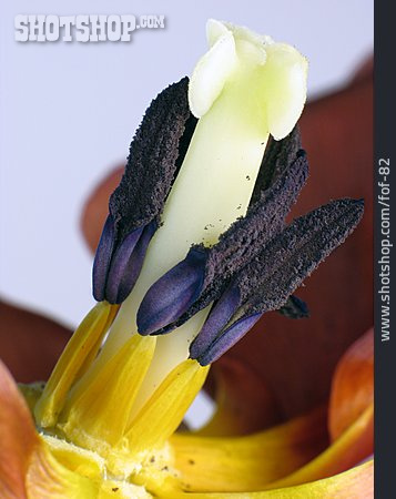 
                Blüte, Stempel, Tulpe                   