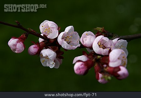 
                Zweig, Aprikosenblüte, Aprikose                   